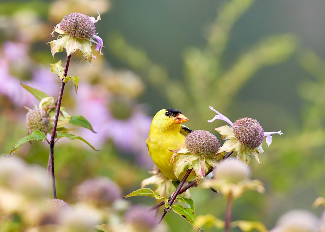 Donna Tartt’s The Goldfinch: Pulitzer Prize-Winning Bestseller